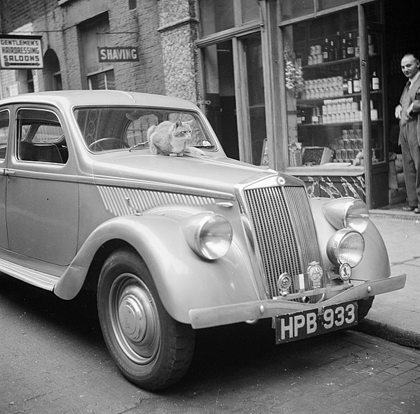 File:Kat op een luxe-auto in Soho, Bestanddeelnr 254-1975.jpg