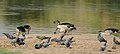 Knob-billed Ducks and Rock Doves, Jodhpur, Rajasthan, India.jpg