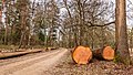 * Nomination Stacks of sawn logs along the forest path. Location: Kroondomein Het Loo. --Agnes Monkelbaan 04:23, 8 April 2021 (UTC) * Promotion Good quality --Llez 05:16, 8 April 2021 (UTC)