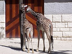 Girafons (Giraffa camelopardalis).
