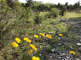 Lakeside Daisies on Kelleys Island Lakeside Daisies up close.jpg