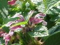 Lamium orvala0.jpg