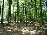 Protected landscape area, forest area around Sondermühlen Melle (L701) file 6.jpg