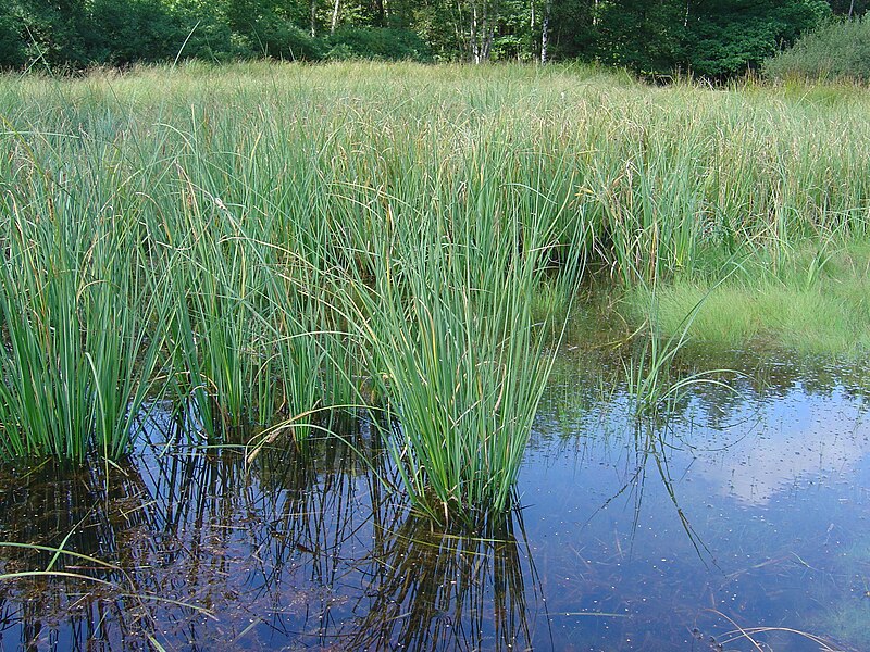 File:Large Carex beds.JPG