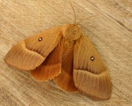 Ąžuolinis verpikas (Lasiocampa quercus)