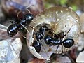 Lasius fuliginosus (Latreille, 1798)