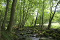 English: Höllerskopfbach tributary stream to Horloff (River) SW of Höllerskopf (Mountain), Gonterskirchen, Laubach, Hesse, Germany