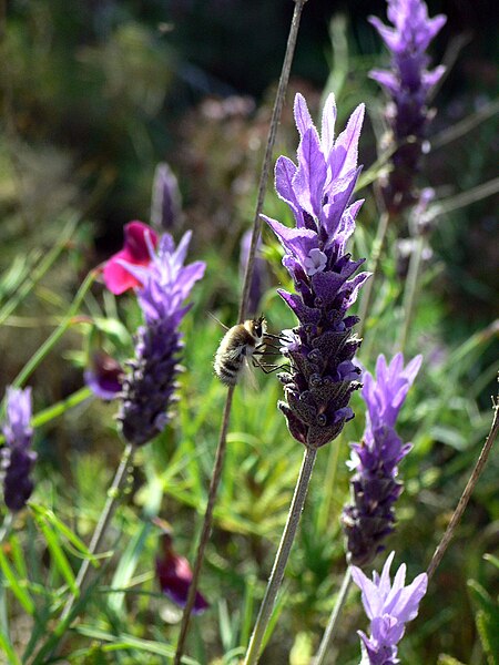 Tập_tin:Lavandula_angustifolia2.jpg