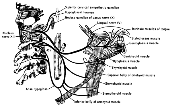 Освобождение нерва латынь. Схема иннервации подъязычного нерва. Подъязычный нерв нерв схема. Подъязычный нерв анатомия схема. Подъязычный нерв топография.