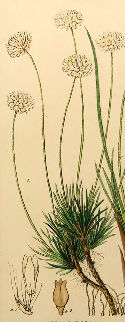 Thumbnail for File:Laxmannia grandiflorafirst twenty-three volumes of Edwards's Botanical Register - Plate 7 (cropped).png