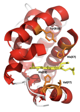 Oxygen Stabilization of Leghemoglobin A (PDB: 1BIN) Lba Oxygen Stabilization.png