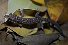 Gecko à feuilles (Dixonius siamensis) (6725974481) .jpg