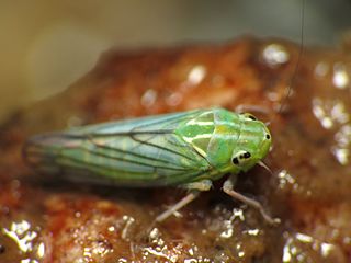 <span class="mw-page-title-main">Neocoelidiinae</span> Subfamily of leafhoppers