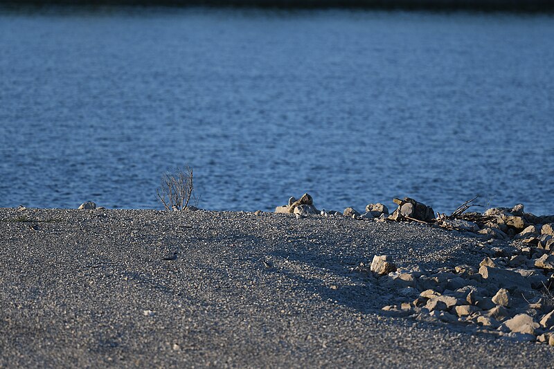 File:Least Terns nesting on the jetty of Teal Pond at Riverlands - 52198010662.jpg