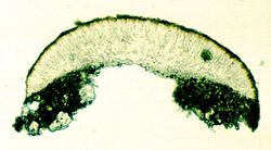 Apothecium van Lecanora fuscescens