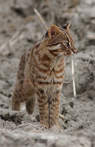 File:Leopard cat profile (summer furcoat).jpeg