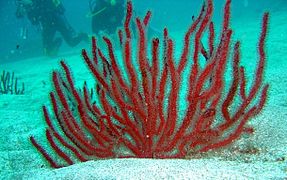 Leptogorgia ruberrima, Playa San Juan, Isla de Tenerife