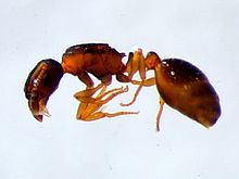 Leptothorax kutteri httpsuploadwikimediaorgwikipediacommonsthu