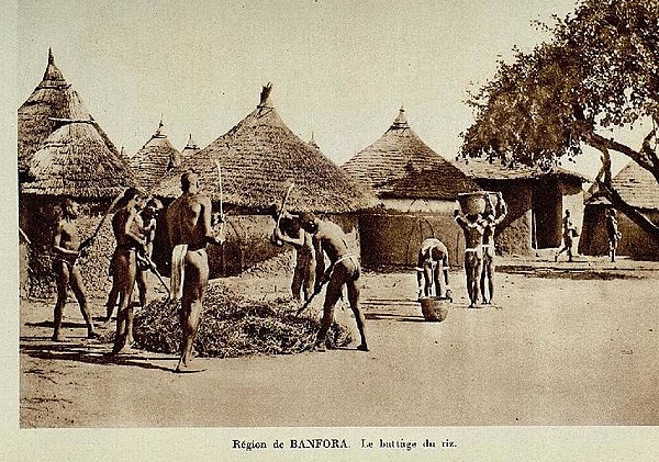 Threshing African rice in Banfora Department, 1931