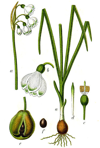 File:Leucojum aestivum Sturm48.jpg