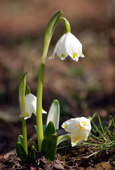 Slika:Leucojum vernum close up.jpg