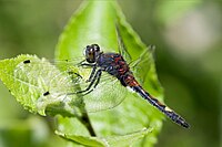 Leucorrhinia pectoralis 1(loz).jpg