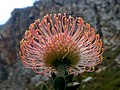 Thumbnail for Leucospermum cordifolium