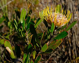<i>Leucospermum utriculosum</i> Species of shrub in the family Proteaceae from the Western Cape province of South Africa