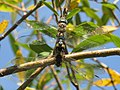 (16) vermutlich Paarungsrad der Herbst-Mosaikjungfer, Aeshna mixta