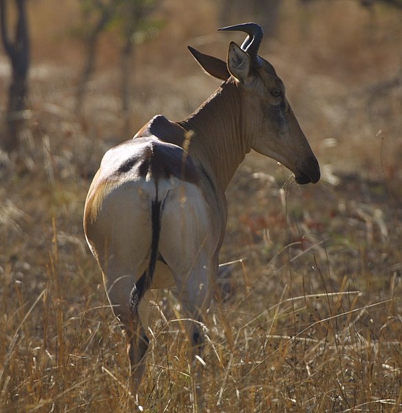 File:Lichtenstein's Hartebeest.jpg