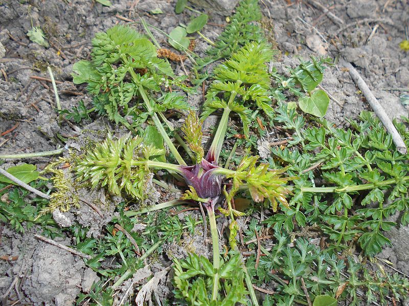 File:Ligusticum mutellina 2016-04-22 8757.JPG