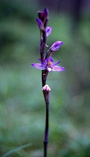 Vorschaubild für Violetter Dingel