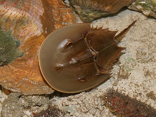 Limulus polyphemus (aq.)