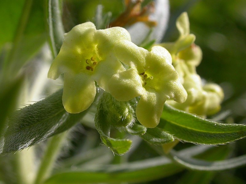 File:Lithospermum ruderale (3625705716).jpg