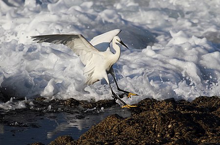 Fail:Little Egret 2013 05 12 9241d.jpg