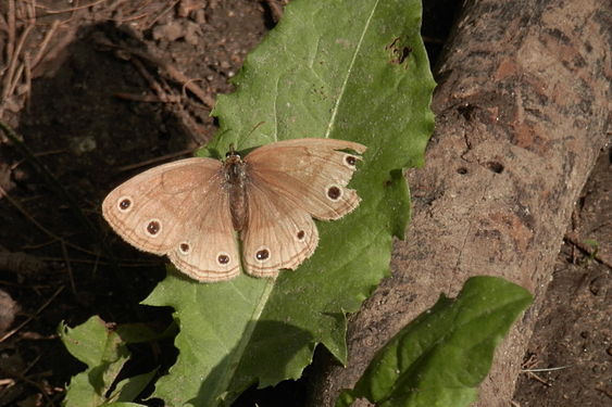 Little Wood Satyr (Megisto cymela)