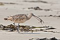 Eating a sand crab