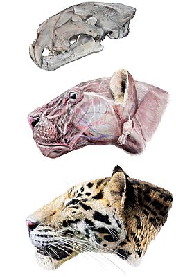 Реконструкция головы Panthera zdanskyi