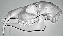 Replica of a male skull; note long canines Longirostromeryx (male saber-toothed deer) - replica skull.jpg