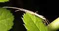 Tetragnatha sp.