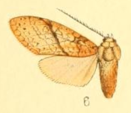 Lophocampa annulosa