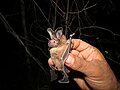 Miniatura para Lophostoma evotis