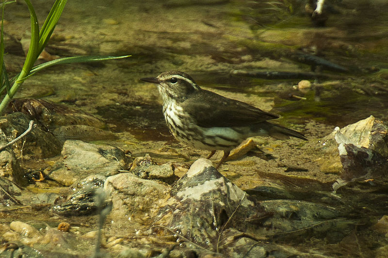 File:Louisiana Waterthrush - Texas - USA H8O2528 (23040976466).jpg