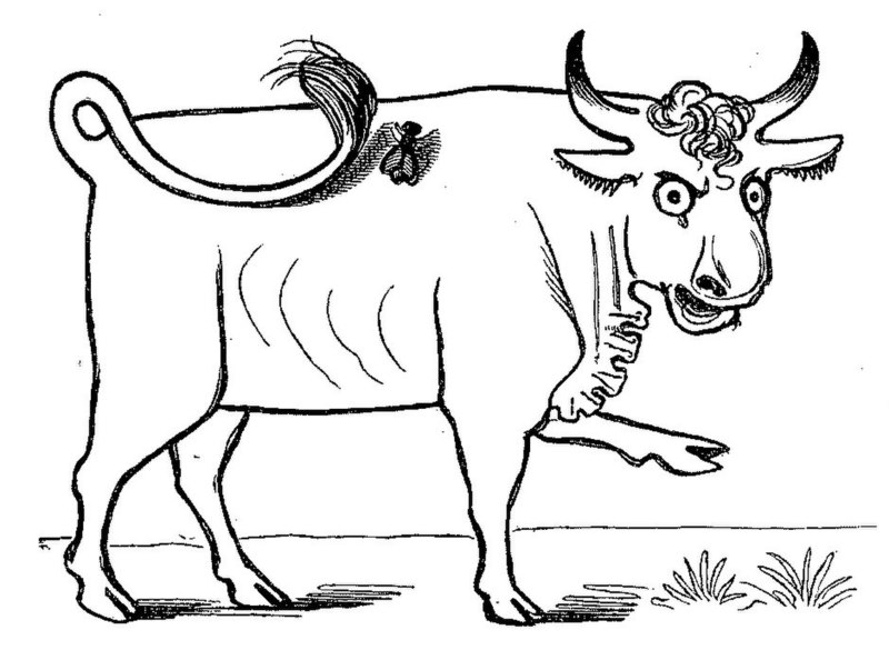 File:Lustige Naturgeschichte oder Zoologia comica 52.jpg