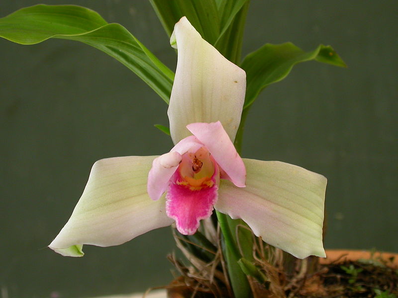 File:Lycaste virginalis 02.jpg