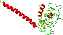 Лимфотоксин B рецептор.png