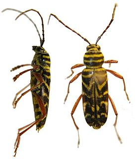 <i>Megacyllene</i> genus of insects