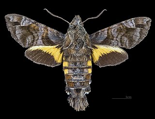 <i>Macroglossum insipida</i> Species of moth