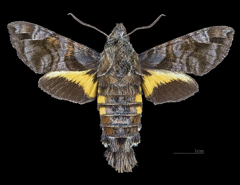 File:Macroglossum insipida insipida MHNT CUT 2010 0 217 - Sumatra - male dorsal.jpg