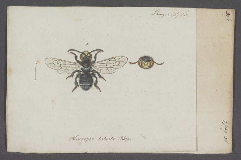 File:Macropis - Print - Iconographia Zoologica - Special Collections University of Amsterdam - UBAINV0274 045 05 0064.tif